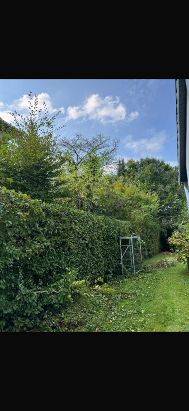 Grüner Garten mit Hecke, Bäumen und blauem Himmel im Hintergrund.